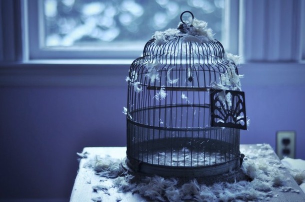 Favim.com-beautiful-bird-cage-free-freedom-430186